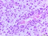 Obraz histologiczny 2